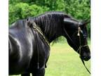 Homozygous Black Stallion