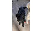 Adopt Cinder a Black Labrador Retriever