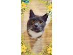 Adopt Ariel a Domestic Short Hair