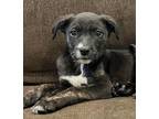 Adopt Lila a Labrador Retriever