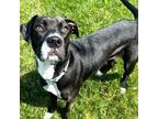 Adopt Malibu a Black Labrador Retriever, Pit Bull Terrier