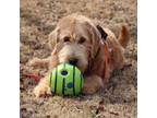 Adopt Nellie a Labradoodle