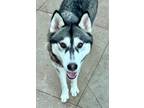 Adopt Luna Love a Husky, Siberian Husky