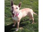 Adopt BONNIE a Bull Terrier