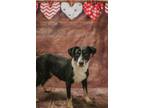 Adopt Sissy a Hound, Mixed Breed