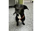 Adopt Sadie a Labrador Retriever, Mixed Breed