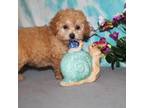 Poodle (Toy) Puppy for sale in West Plains, MO, USA