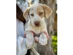 Adopt Briar a Labrador Retriever, Australian Cattle Dog / Blue Heeler