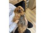 Adopt Gracie May a Yorkshire Terrier