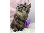 Adopt Jules a Tabby