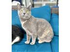 Adopt Sienna a Manx, Dilute Calico