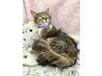 Adopt Lovey Dovey a Domestic Long Hair, Maine Coon