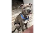 Adopt Sweet Pea a Pit Bull Terrier