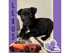 Adopt Lexus - Vehicle Litter a Labrador Retriever, Pit Bull Terrier