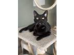 Adopt Selma a Domestic Short Hair