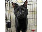 Adopt Pixie a Domestic Short Hair