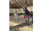 Adopt Thelma and Louise a Donkey