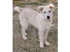 Adopt Breck a Great Pyrenees, Mixed Breed