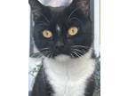 Adopt Billie a Domestic Short Hair