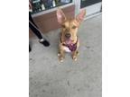 Adopt Cora a Pit Bull Terrier