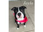 Adopt Jayla a Pit Bull Terrier