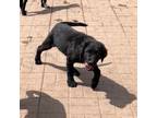 Adopt Rosemarie a Black Labrador Retriever