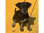 Adopt Tootsie a Hound, Black Labrador Retriever