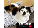 Adopt Princess a Domestic Short Hair