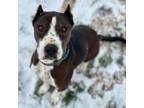 Adopt Mocha a American Staffordshire Terrier, Pit Bull Terrier