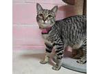 Adopt Griselda a Domestic Short Hair