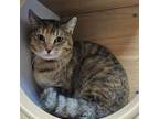 Adopt Snickers a Domestic Short Hair