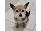 Adopt Dorothy a Yorkshire Terrier
