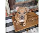 Adopt Edyn a Pit Bull Terrier, American Staffordshire Terrier