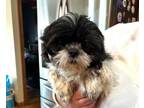 Adopt Addie a Shih Tzu