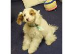 Adopt Gladys a Goldendoodle