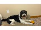 Adopt Cookie a Border Collie, Poodle