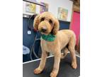 Adopt Goldie a Goldendoodle