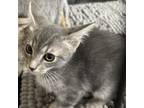 Adopt NF-Jelly a Domestic Medium Hair