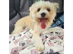 Adopt Abby a Poodle