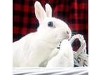 Adopt Snow a Netherland Dwarf