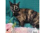 Adopt Storm a Domestic Short Hair