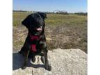 Adopt Daisy a Labrador Retriever, Mixed Breed