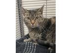 Adopt Lovey a Domestic Short Hair