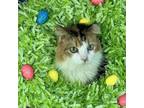 Adopt Amaretto a Domestic Long Hair