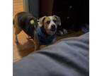 Adopt Zoe a Beagle