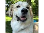 Adopt Snowy a Great Pyrenees, Mixed Breed