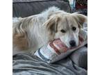 Adopt Snowy a Great Pyrenees, Mixed Breed