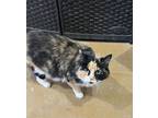 Adopt Patches a Domestic Long Hair