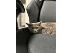 Adopt Geebera a Russian Blue