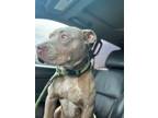 Adopt Maggie a Pit Bull Terrier